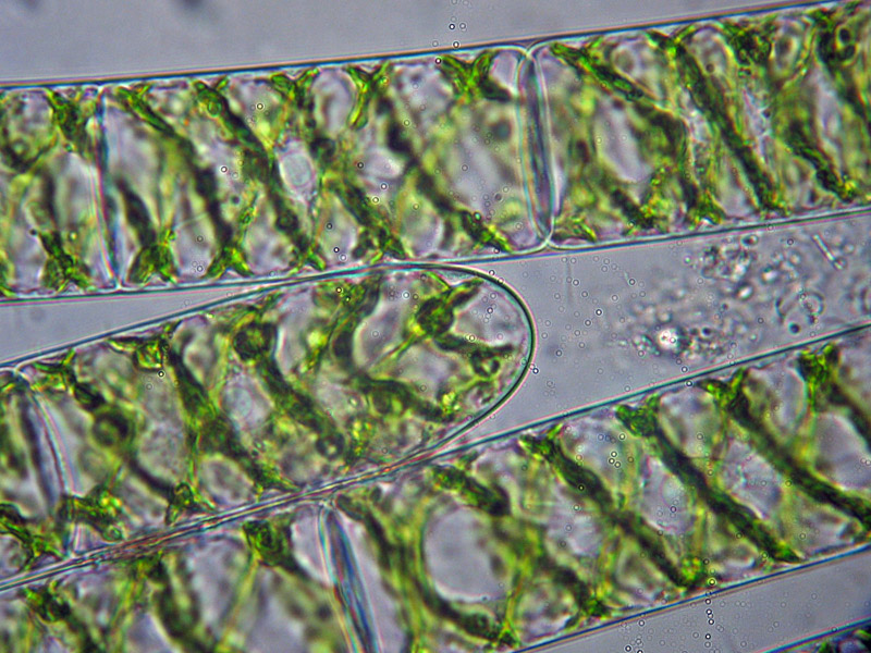 Dove finisce la Spirogyra...